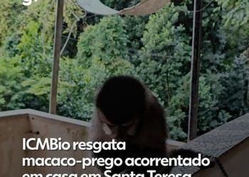 ICMBio resgata macaco-prego acorrentado em casa em Santa Teresa
