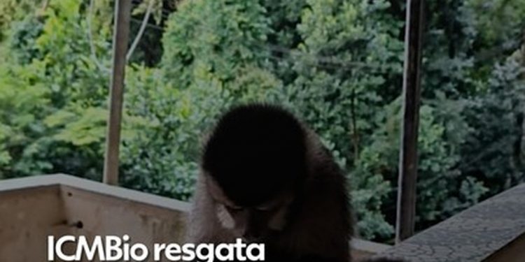 ICMBio resgata macaco-prego acorrentado em casa em Santa Teresa