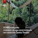 ICMBio resgata macaco-prego acorrentado em casa em Santa Teresa